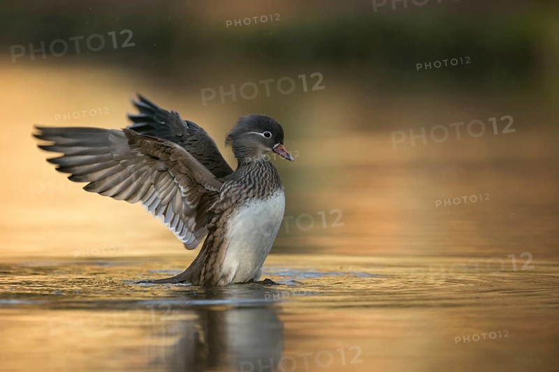 Mandarin Duck (Aix galericulata) female flapping, North Rhine-Westphalia, Germany