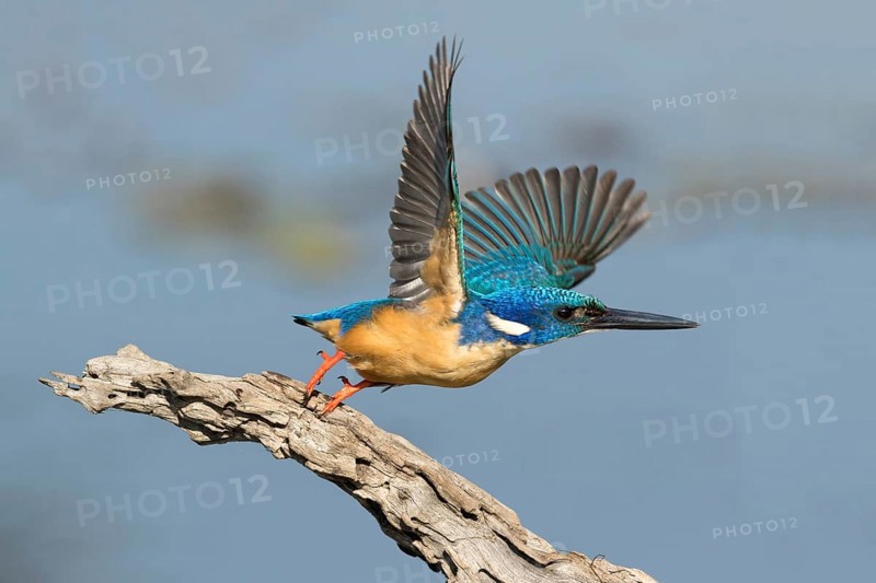 Kobalt Ijsvogel wegvliegen, half-collared kingfisher flying off