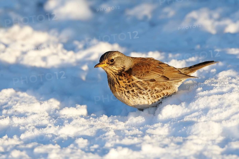 Fieldfare (Turdus pilaris), Wales, United Kingdom