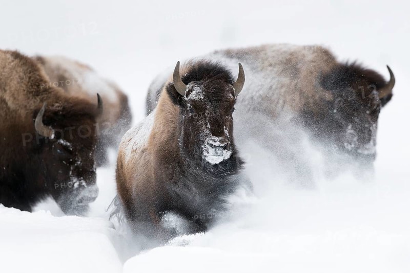 American Bison (Bos bison) tree adult close-up in deep snow, Yellowstone National Park, Wyoming, USA