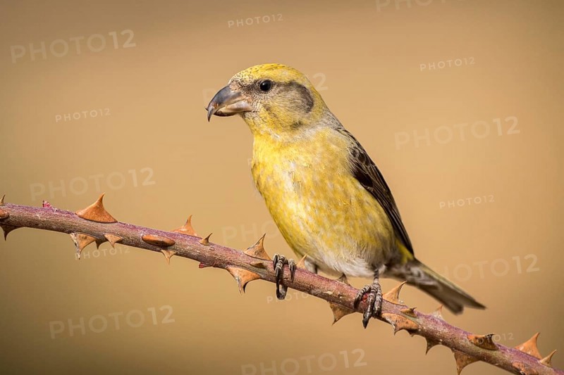 Red Crossbill (Loxia curvirostra) female perched on a branch, Aragon, Spain