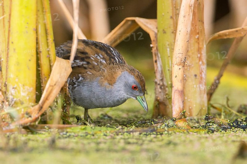 Baillon's Crake (Porzana pusilla palustris) foraging, Victoria, Australia
