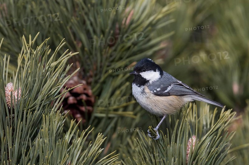 Coal Tit - Tannenmeise - Parus ater ssp. vieirae, Spain, adult