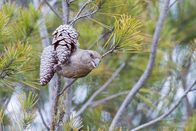 Common Crossbill - Fichtenkreuzschnabel - Loxia curvirostra ssp. polyogyna, Morocoo, adult female