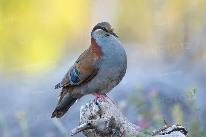 Brush Bronzewing (Phaps elegans) male, Victoria, Australia