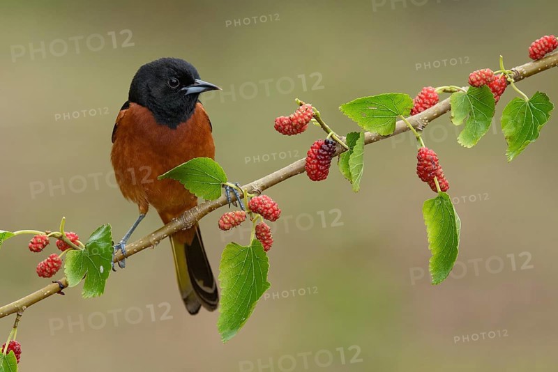 Orchard Oriole (Icterus spurius) male perched on a twig, Texas, USA