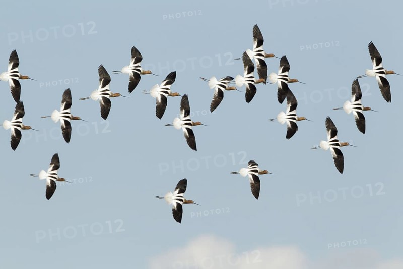 American Avocet (Recurvirostra americana) flying, California, USA