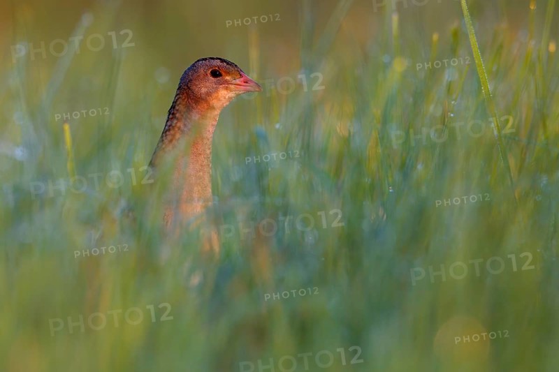 Corn Crake (Crex crex), Saxony-Anhalt, Germany