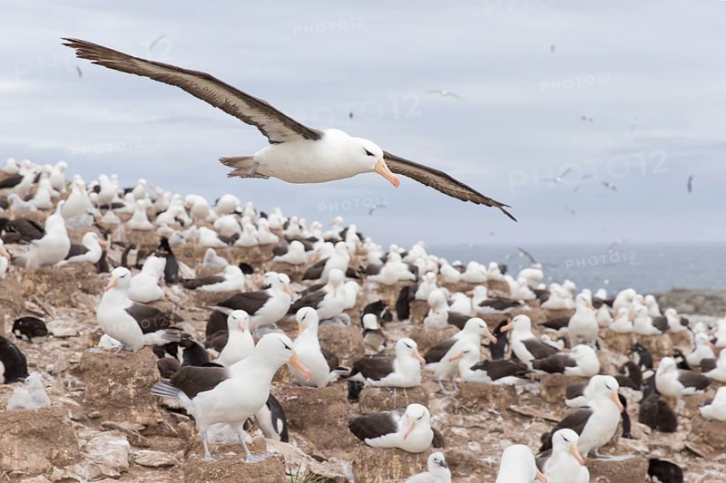 Black-browed Albatross (Thalassarche melanophris) flying over colony, Steeple Jason Island, Falkland Islands