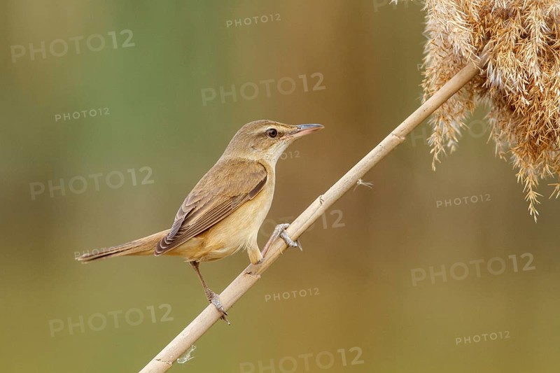 Great Reed Warbler (Acrocephalus arundinaceus), perched on marsh grass, Castile-La Mancha, Spain