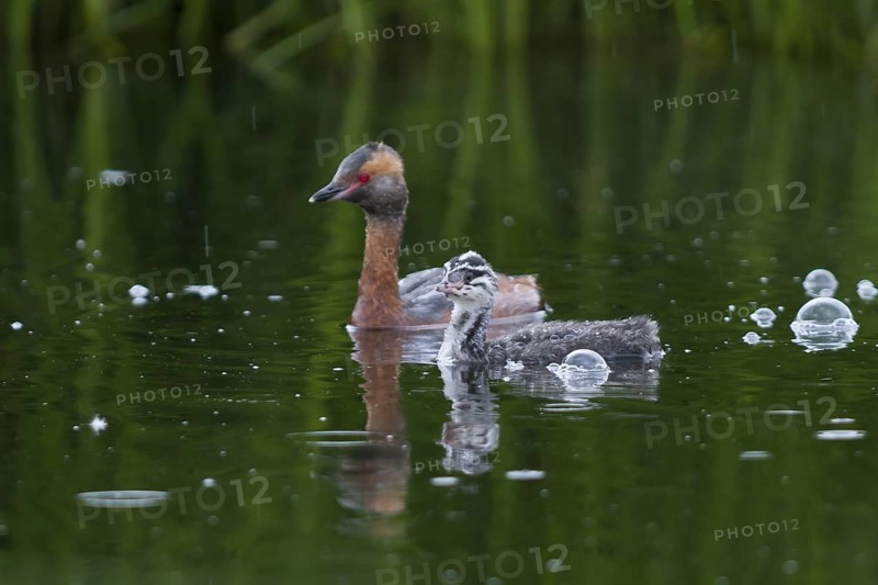 Horned Grebe (Podiceps auritus) juvenile, Iceland