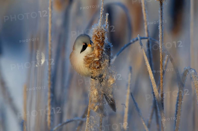 Bearded Reedling (Panurus biarmicus) male feeding on cattail seed, Thuringia, Germany