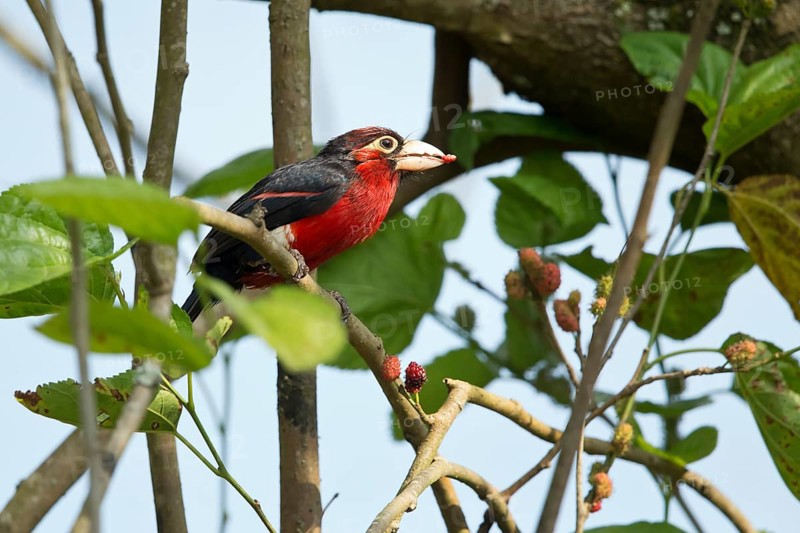 Double-toothed Barbet (Lybius bidentatus aequatorialis), Kafa, Ethiopia