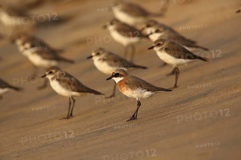 Lesser Sand Plover (Charadrius mongolus), Sri Lanka