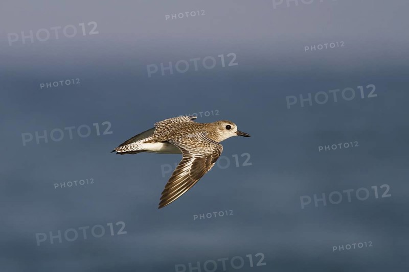 Grey Plover (Pluvialis squatarola) flying, Oman