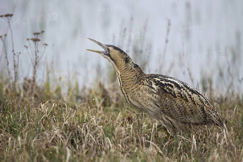 Eurasian Bittern (Botaurus stellaris) calling, Burgenland, Austria