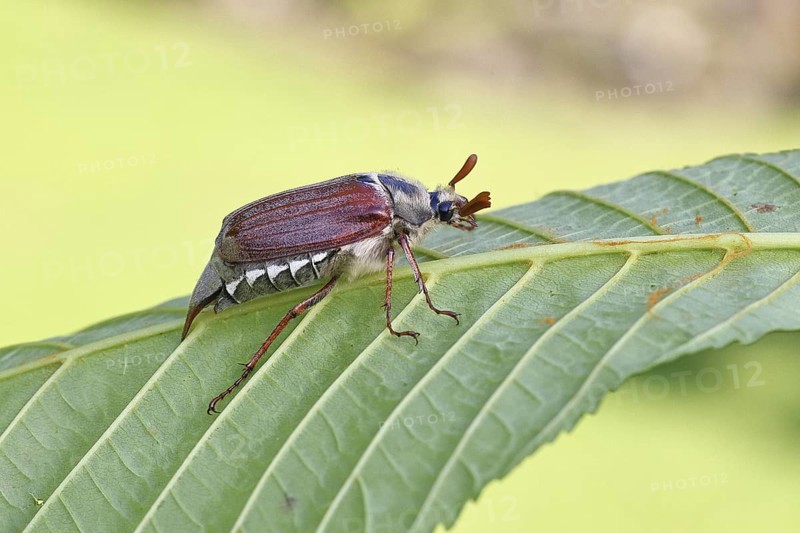 May beetle, wood cockchafer (Melolontha hippocastani), male, on leaf of a horse chestnut (Aesculus hippocastanum), close-up, Wilnsdorf, North Rhine-Westphalia, Germany