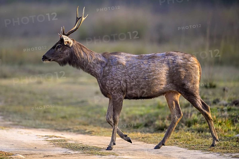 Sambar or horse deer (Cervus unicolor), Corbett National Park, near Ramnagar, Uttarakhand State, India