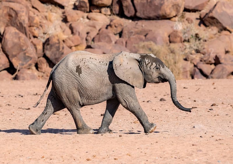 Juvenile African elephant (Loxodonta africana), desert elephant, near the Ugab River, Damaraland, Kunene region, Namibia
