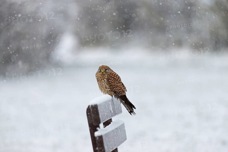 Kestrel (Falco tinnunculus), female using a park bench as a lookout during heavy snowfall, North Sea, Norddeich, Lower Saxony, Germany