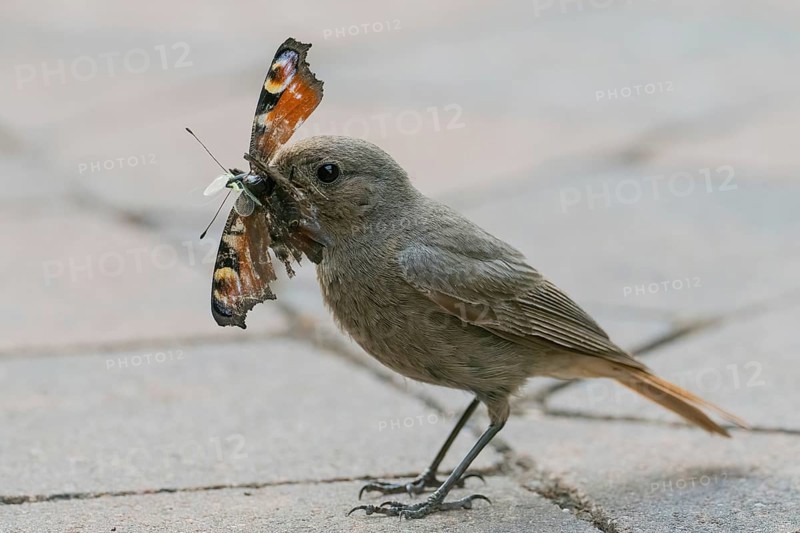 A common redstart (Phoenicurus ochruros), female, holding a butterfly, peacock butterfly (Inachis io, Nymphalis io), in her beak on a road, Hesse, Germany