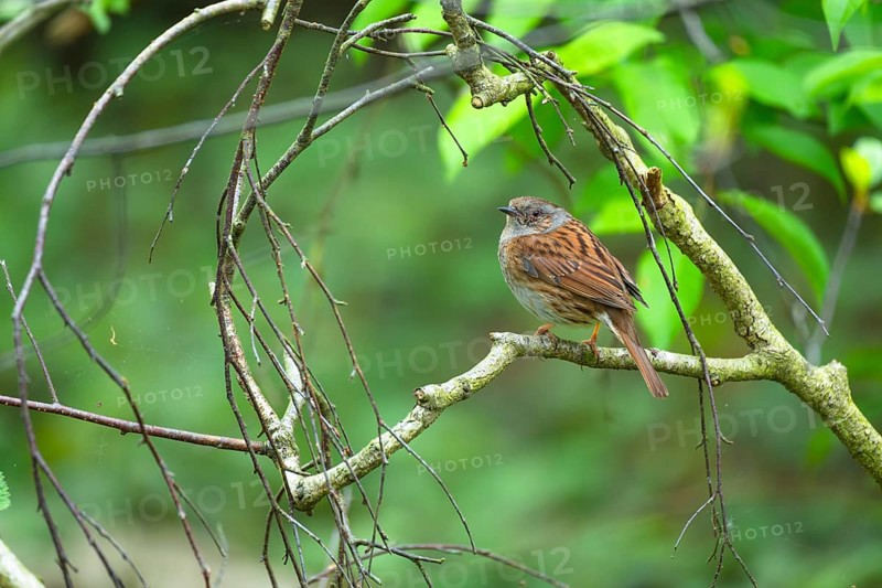 A dunnock (Prunella modularis) sitting on a branch, animal photo, bird, bird species, nature photo, wildlife, fauna, Steinhuder Meer, Mardorf, Neustadt am Rübenberge, Hanover Region, Lower Saxony, Germany