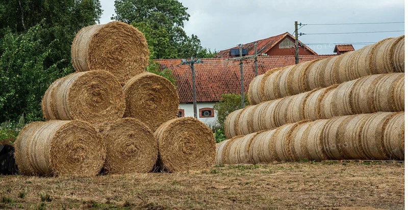Storage of round straw bales in Skurup municipality, Skåne county, Sweden, Scandinavia