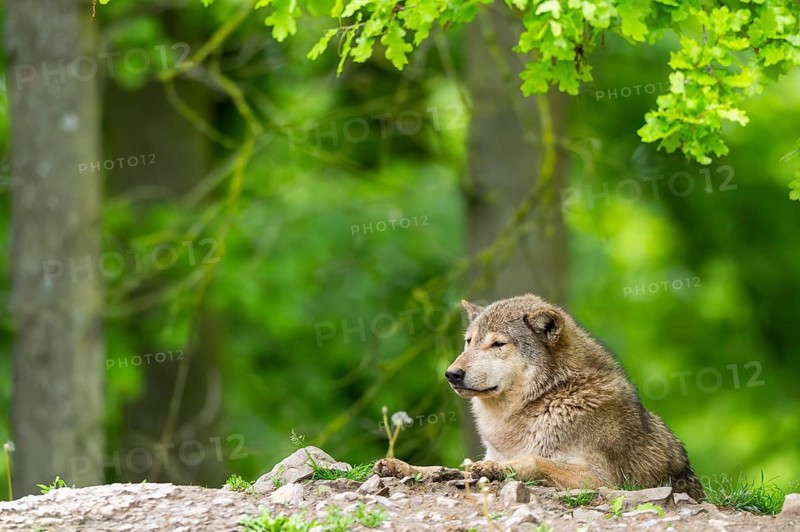 Eastern wolf (Canis lupus lycaon) lying on a little hill, Bavaria, Germany