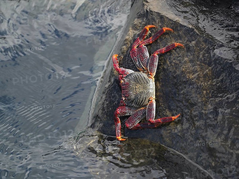 Crab with red legs and claws, red rock crab (Grapsus adscensionis), climbing up a rock in the water. Puerto de Santiago, Tenerife, Canary Islands, Spain