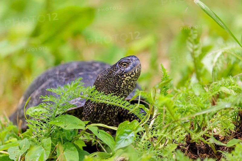 A European pond turtle (Emys orbicularis), makes its way through the green meadow next to the pond