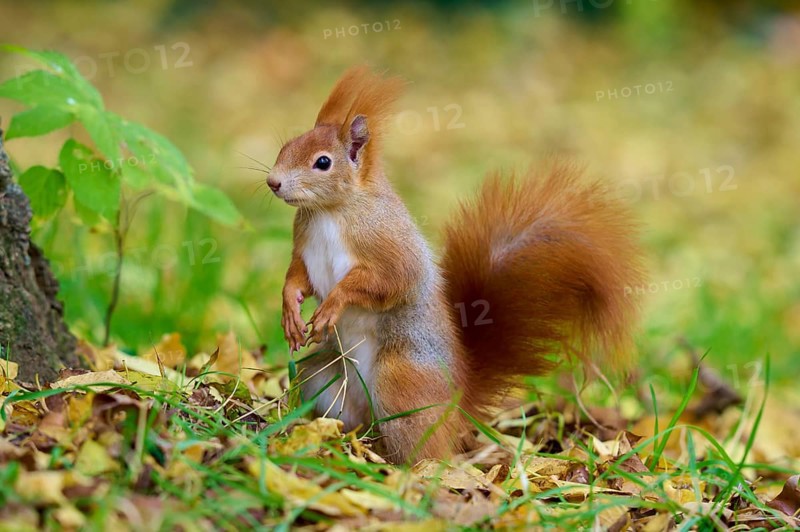Eurasian squirrel (Sciurus vulgaris), standing attentively on its hind legs in a meadow with autumn leaves, Germany