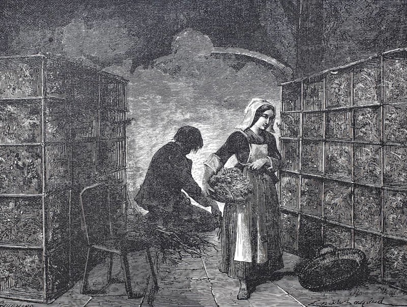 Textile industry, worker in a caterpillar factory, breeding silkworms, silkworm or mulberry moth, Bombyx mori, around 1880, digitally enhanced reproduction of a 19th century model, historical, exact date unknown