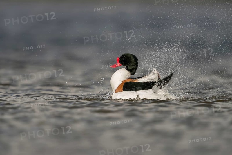 Bathing fun... Shelduck (Tadorna tadorna), colourful male duck, drake bathes, splashes water on the plumage with flapping wings, used for plumage care, cleans itself, looks funny, reminds a little of cartoon characters, native nature, North Holland, Netherlands, Western Europe