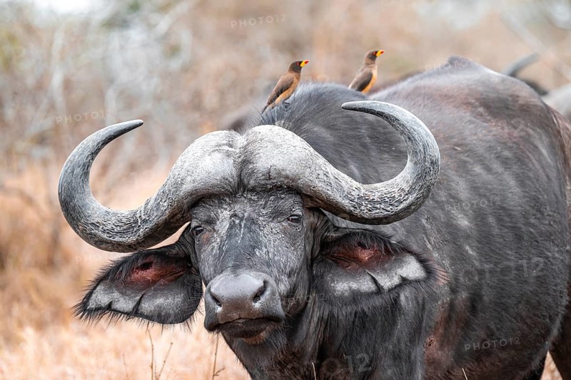 Cape buffalo (Syncerus caffer caffer) with yellowbill oxpecker (Buphagus africanus), animal portrait, Kruger National Park, South Africa