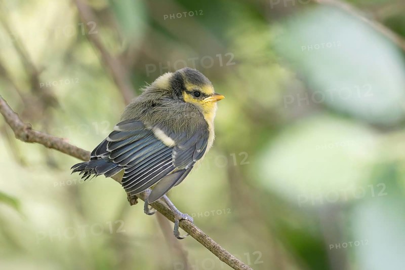 A great tit (Parus major), young bird, fluffy chick, sitting on a small branch, Hesse, Germany