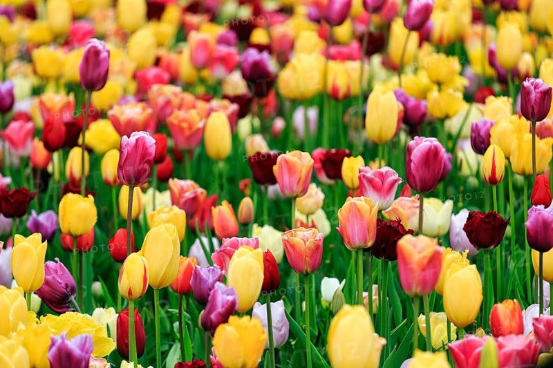 Different coloured tulips (Tulipa), colourful tulip bed, Keukenhof gardens, Lisse, Bollenstreek, South Holland, Netherlands