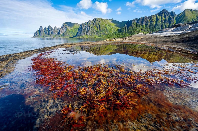Plants in a tidal pool with reflection, rocky coast of Tungeneset, Devil's Teeth, Okshornan, Ersfjorden, Senja Island, Troms, Norway