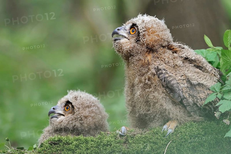On the ground... European eagle owl (Bubo bubo), two young birds, young eagle owls, owls often leave their nest shortly in front of fledging, then sit on the ground or climb around in trees, are further cared for by adult birds, funny, cute picture, series animal children, wildlife, native nature, animal world, Germany