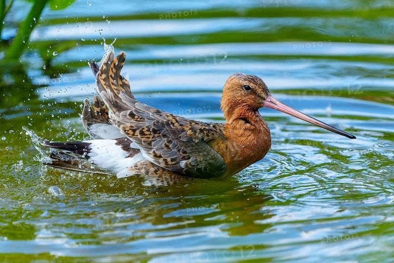 Lapwing splashing in the water, spreading its wings while bathing, lively moment, black-tailed godwit (Limosa limosa), France