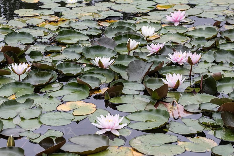 Water lilies (Nymphaea), Berlin, Germany