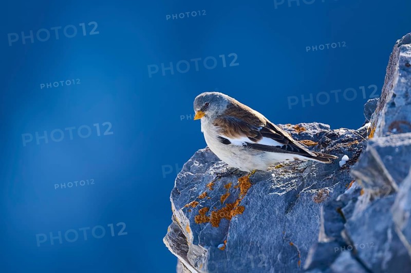 Snowfinch (Montifringilla nivalis), a bird on a rock under a clear blue sky, Gemmi Pass, Leukerbad, Leuk, Valais, Switzerland