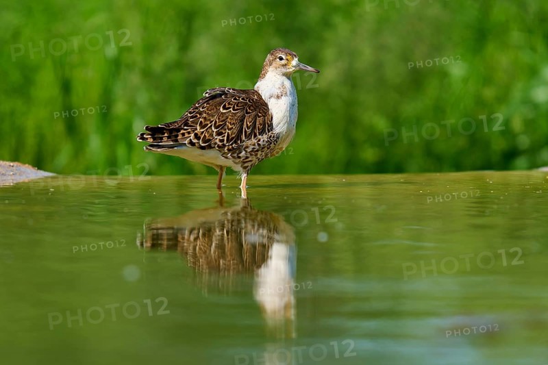 Bird standing in the water, surrounded by green nature, Ruff (Calidris pugnax), spring, France