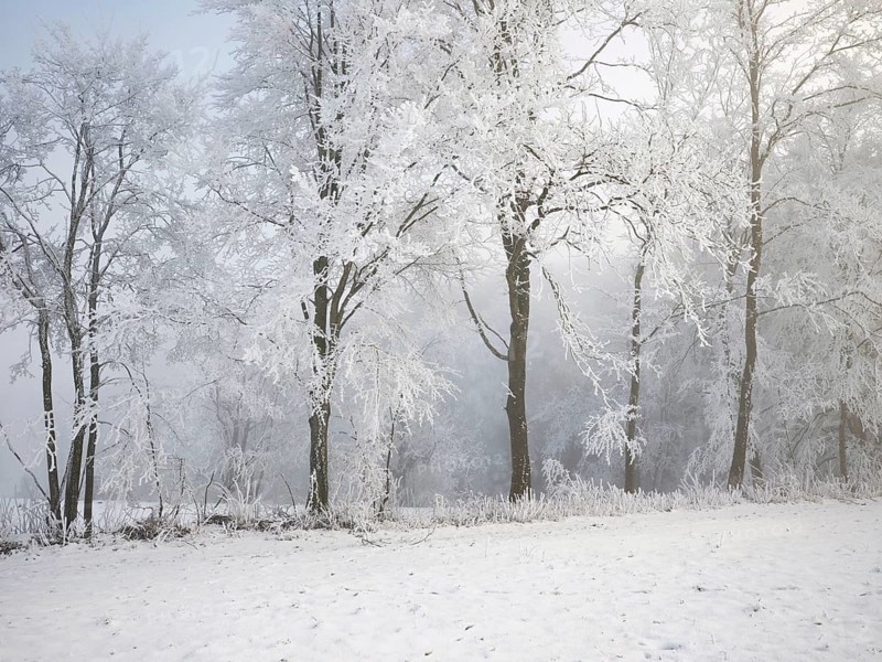 Shrubs and trees in hoarfrost and fog, Horben, Lindenberg, Freiamt, Canton Aargau, Switzerland