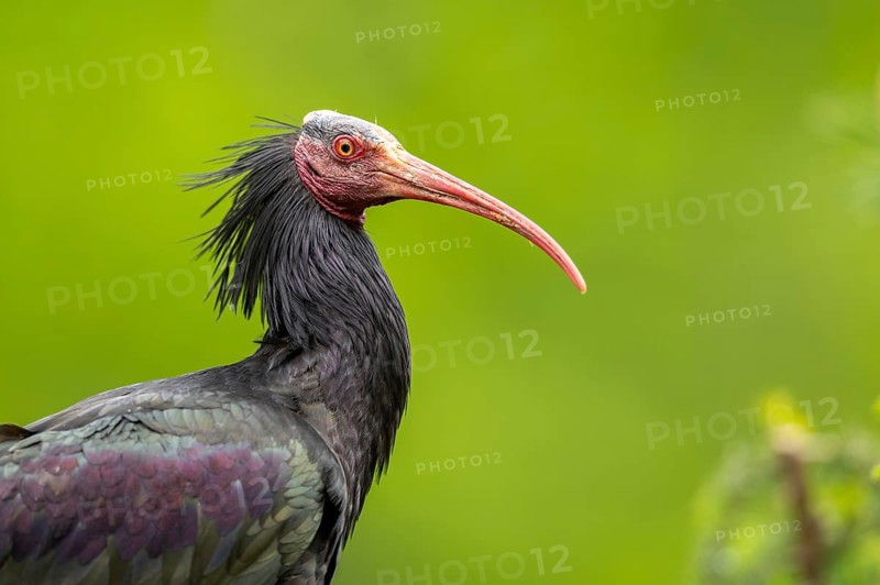 Northern bald ibis (Geronticus eremita) portrait, Bavaria, Germany