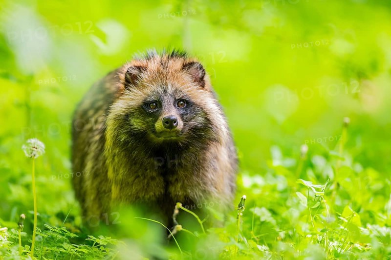 Common raccoon dog (Nyctereutes procyonoides) standing in the grass, Bavaria, Germany