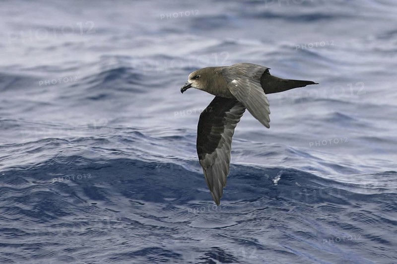 Great-winged Petrel (Pterodroma gouldi) flying, South Australia, Australia
