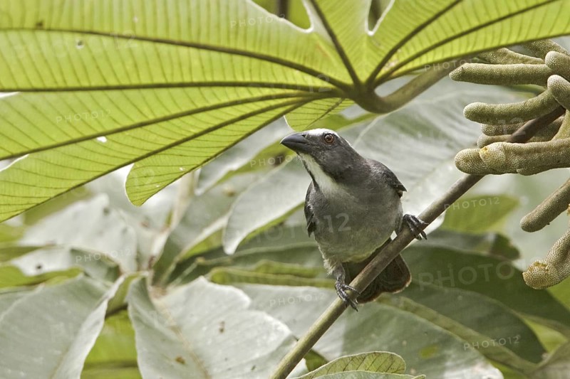 Greyish Saltator (Saltator coerulescens), Ecuador