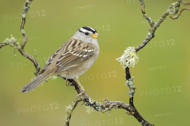 White-crowned Sparrow (Zonotrichia leucophrys), British Columbia, Canada
