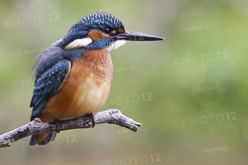 Common Kingfisher (Alcedo atthis) male, Asturias, Spain