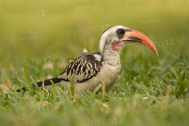 Western Red-billed Hornbill (Tockus kempi), Gambia